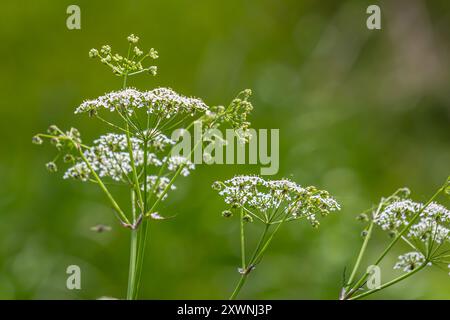 Chaerophyllum hirsutum roseum - ombres roses de cerfeuil poilu. Banque D'Images