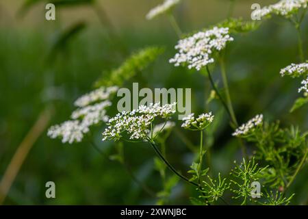 Chaerophyllum hirsutum roseum - ombres roses de cerfeuil poilu. Banque D'Images