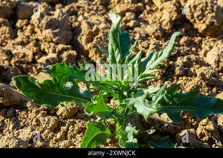 Rosette de jeunes feuilles vertes de chardon du Canada, également de chardon rampant ou de terrain, Cirsium arvense, poussant dans un lit de fleurs. Mauvaises herbes envahissantes. Gros plan sur Banque D'Images