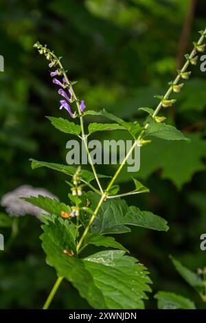 La précieuse plante médicinale Scutellaria galericulata pousse dans la nature. Banque D'Images