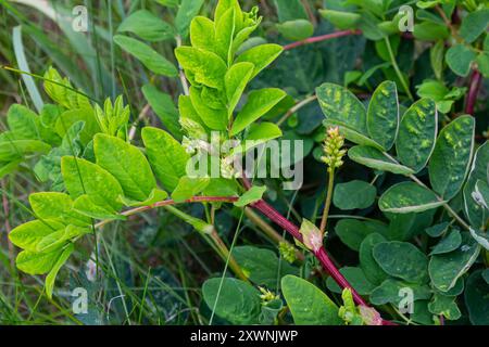 Astragalus glycyphyllos pousse dans la nature. Banque D'Images