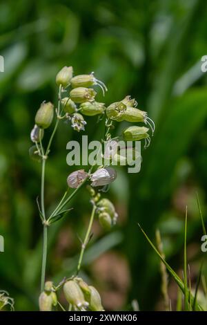 Silene vulgaris ou Campion de la vessie, fleurs blanches rosées, gros plan. Maidenstears ou catchfly est une plante à fleurs vivace de la famille des Caryophylla Banque D'Images