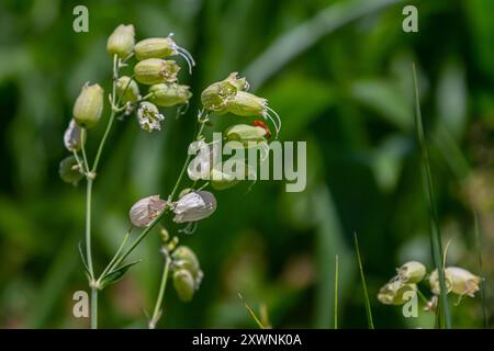 Silene vulgaris ou Campion de la vessie, fleurs blanches rosées, gros plan. Maidenstears ou catchfly est une plante à fleurs vivace de la famille des Caryophylla Banque D'Images