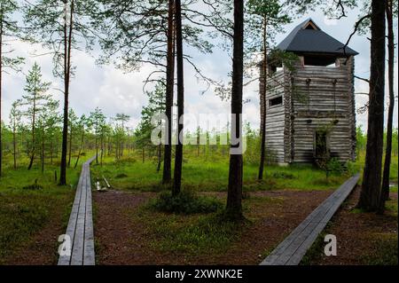 Journée mondiale du tourisme, National Take a Hike Day. Longue promenade en bois à travers la forêt en Estonie. Août Banque D'Images