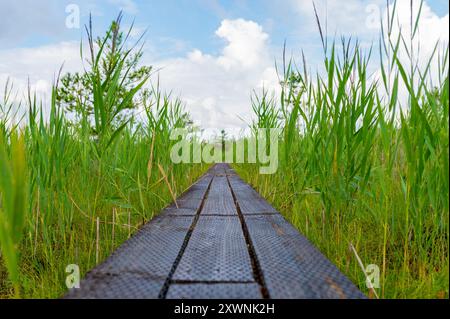Journée mondiale du tourisme, National Take a Hike Day. Longue promenade en bois à travers la forêt en Estonie. Août Banque D'Images