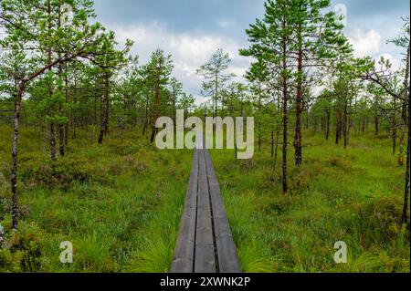 Journée mondiale du tourisme, National Take a Hike Day. Longue promenade en bois à travers la forêt en Estonie. Août Banque D'Images