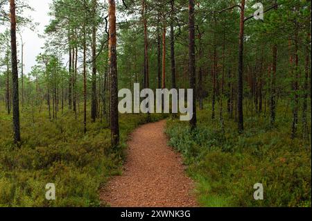 Journée mondiale du tourisme, National Take a Hike Day. Longue promenade en bois à travers la forêt en Estonie. Août Banque D'Images