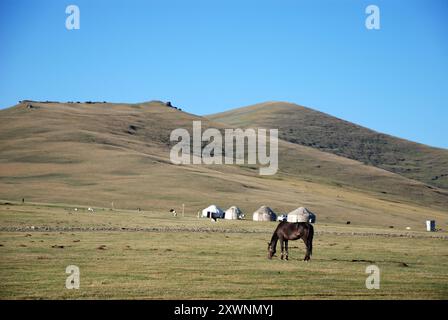 Chevaux près d'un camp nomade sur les rives du lac son kul au Kirghizistan Banque D'Images