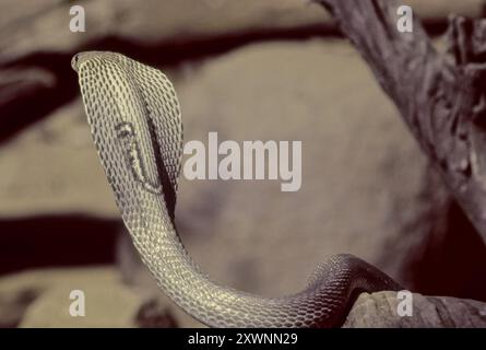 Le cobra indien (Naja naja), également connu sous le nom de cobra à lunettes, cobra asiatique, ou cobra binocellé, est une espèce de cobra, un serpent venimeux Banque D'Images