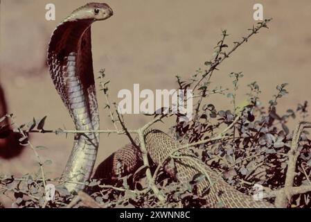 Le cobra indien (Naja naja), également connu sous le nom de cobra à lunettes, cobra asiatique, ou cobra binocellé, est une espèce de cobra, un serpent venimeux Banque D'Images