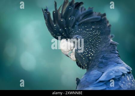 Portrait de profil en gros plan d'un cacatoès noir sauvage à queue rouge (Calyptorhynchus banksii) avec des plumes de crête surélevées, Australie Banque D'Images