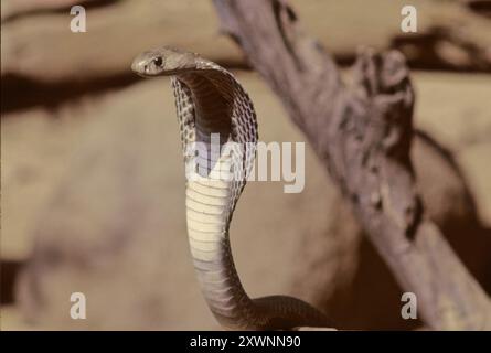 Le cobra indien (Naja naja), également connu sous le nom de cobra à lunettes, cobra asiatique, ou cobra binocellé, est une espèce de cobra, un serpent venimeux Banque D'Images