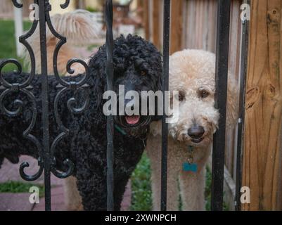 Un labradoodle noir et un labradoodle crème debout côte à côte dans un jardin derrière une porte métallique Banque D'Images