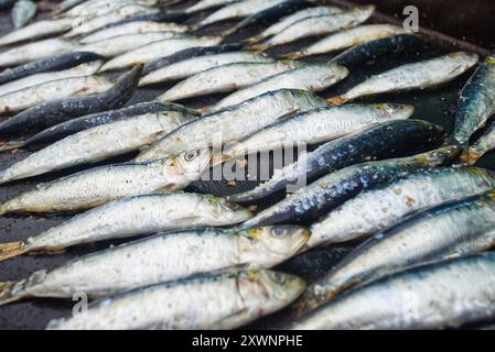 Festival de la sardine, à Candás, Asturies, Espagne. Sur le Paseo de San Antonio. C'est un festival populaire. Banque D'Images