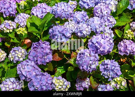 Photographie de fond de gouttes de pluie d'hortensia violettes ; jardin ; fleur ; fleur ; floral; plante ; lumineux ; été ; nature ; floraison; jardinage Banque D'Images