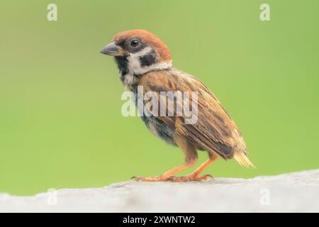 Portrait d'un moineau juvénile eurasien (passer montanus) perché sur un rocher avec un fond vert flou, Thaïlande Banque D'Images