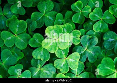 Trèfle irlandais (l'oxalide) (Oxalis acetosella). L'emblème national de l'Irlande à partir de la Saint Patrick's explication de la Trinité Banque D'Images