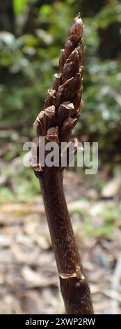 Grande orchidée de pomme de terre (Gastrodia procera) Plantae Banque D'Images