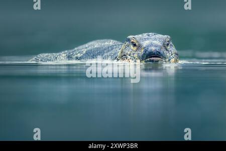 Vue de face rapprochée d'un moniteur d'eau asiatique (Varanus salvator) nageant dans un lac, Thaïlande Banque D'Images