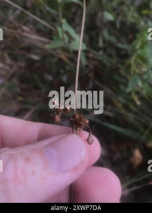Ruée cuirassée (Juncus coriaceus) Plantae Banque D'Images