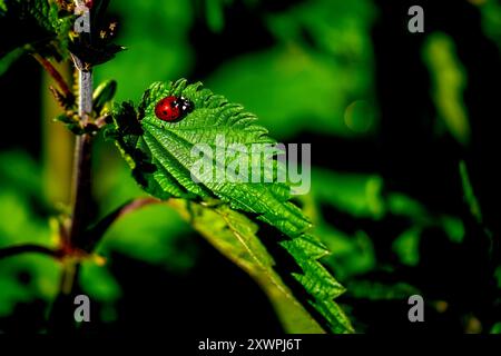 Une coccinelle sur feuille d'ortie. Banque D'Images