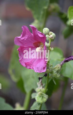 Fleur de hollyhock, Alcea rosea Banque D'Images