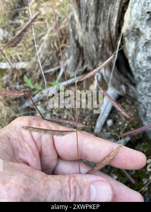 Grama poilu (Bouteloua hirsuta) Plantae Banque D'Images