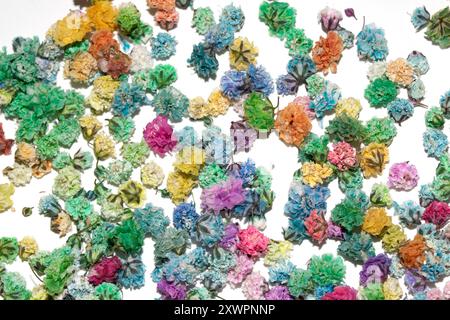 Pretty Floral Small Flowers Babies Breath sur fond blanc pour mariages ou Design Banque D'Images