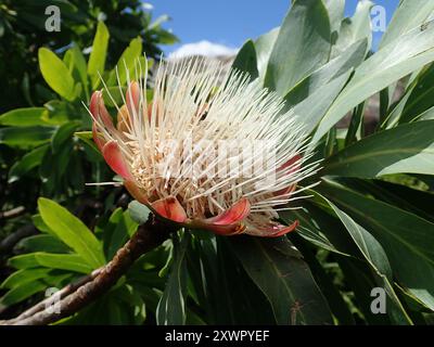 Canard à sucre commun (Protea caffra caffra) Plantae Banque D'Images