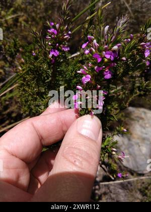 Pricket Purplegorse (Muraltia heisteria) Plantae Banque D'Images