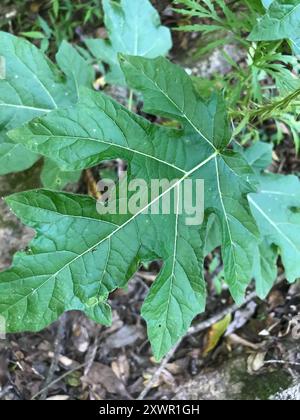 Plante de cinq minutes (Solanum atropurpureum) Plantae Banque D'Images