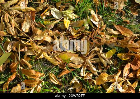 Beaucoup de feuilles fanées et fanées reposent sur la pelouse avec de l'herbe verte Banque D'Images