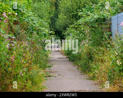 Sentier serein à travers une végétation luxuriante et des fleurs sauvages baumes colorées dans une zone isolée, évoquant un sentiment de calme et de tranquillité. Banque D'Images