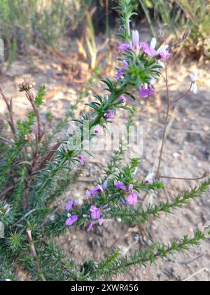 Pricket Purplegorse (Muraltia heisteria) Plantae Banque D'Images