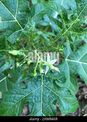 Plante de cinq minutes (Solanum atropurpureum) Plantae Banque D'Images