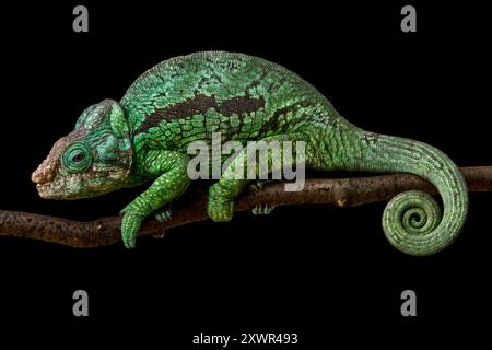 Caméléon à casques plats (Calumma globifer) mâle Banque D'Images