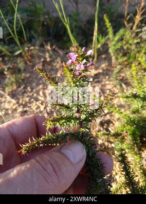 Pricket Purplegorse (Muraltia heisteria) Plantae Banque D'Images