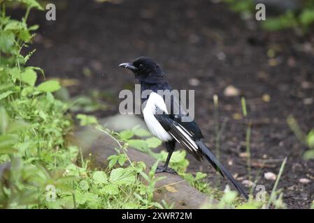 Magpie adulte à bec noir (Pica pica) debout dans le profil gauche sur le dessus d'une bûche sur le sol, avec une position verticale, feuillage vert à gauche, pris juin, Royaume-Uni Banque D'Images