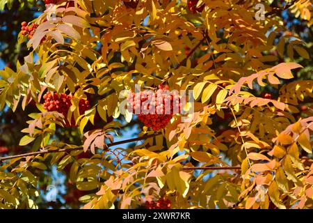 Des grappes mûres et juteuses de canneberges sont accrochées sur des branches aux feuilles jaunes Banque D'Images