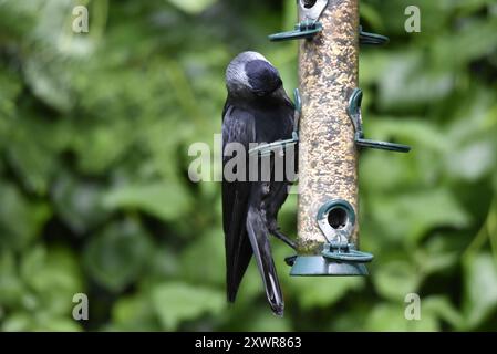 Jackdaw occidental (Corvus monedula) perché à gauche d'un mangeoire à oiseaux à droite de l'image, pieds sur différentes broches, sur fond feuillu, Royaume-Uni Banque D'Images