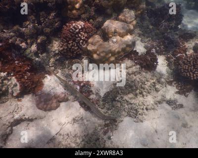 Cornetfish bleuté (Fistularia commersonii) Actinopterygii Banque D'Images