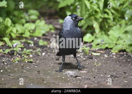 Image au centre-premier plan d'un jackdaw occidental (Corvus monedula) debout sur le sol, face avec la tête tournée vers la droite, sur fond de verdure, Royaume-Uni Banque D'Images