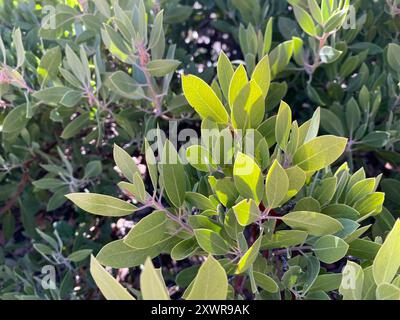 Manzanita à feuilles pointues (Arctostaphylos pungens) Plantae Banque D'Images