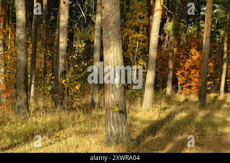 Les troncs des pins dans les bois denses sont éclairés par la lumière du soleil du soir Banque D'Images