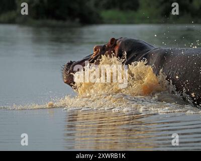 Hippopotame (Hippopotamus amphibius) avec des éclaboussures de museau lorsqu'il coule dans l'eau du lac Manze, parc national de Nyerere, Tanzanie Banque D'Images