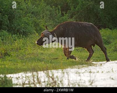 Vieux taureau unique Cape Buffalo (Syncerus caffer) éclaboussant à travers le refroidissement peu profond dans le canal de la rivière Rufiji, parc national Nyerere, Tanzanie Banque D'Images