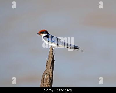 Hirondelle à queue métallique (Hirundo smithii) appelant tandis qu'il est perché sur la pointe du tronc d'arbre mort bas au-dessus du lac Manze, parc national de Nyerere, Tanzanie Banque D'Images