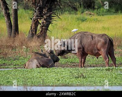 Cap Buffalo (Syncerus caffer) se refroidissant dans un canal de la rivière Rufiji Lac Manze, Parc National Nyerere, Tanzanie Banque D'Images