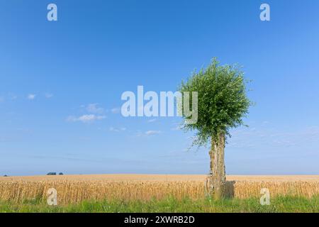 Saule blanc solitaire (Salix alba) le long du champ de blé en été Banque D'Images