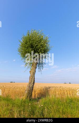 Saule blanc solitaire (Salix alba) le long du champ de blé en été Banque D'Images